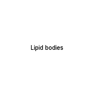Lipid bodies